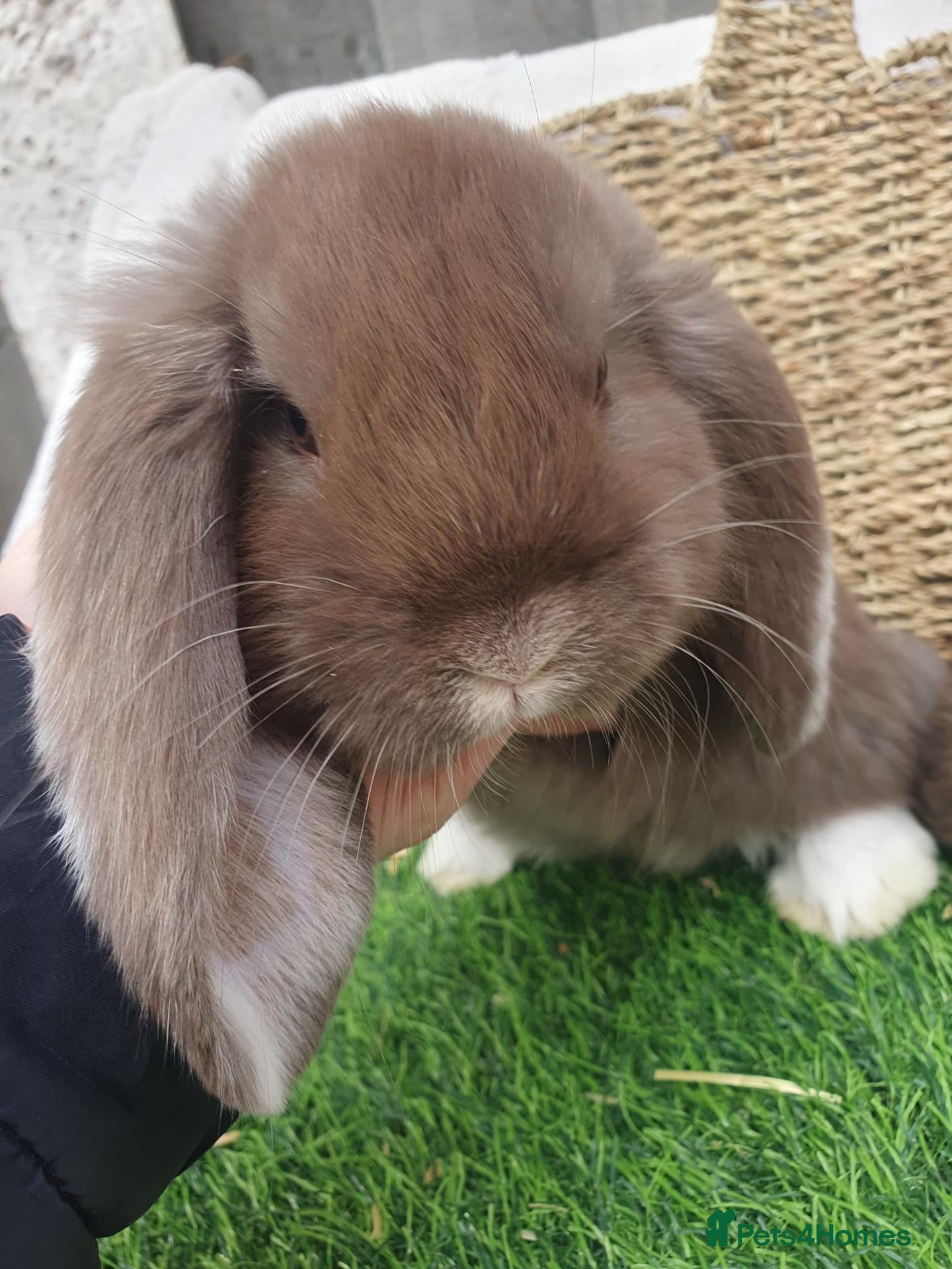 French Lop rabbits for sale: Vaccinated Giant French Lop babies - Advert 1