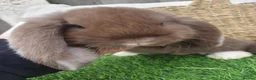 French Lop rabbits for sale: Giant French Lop babies - Advert 4