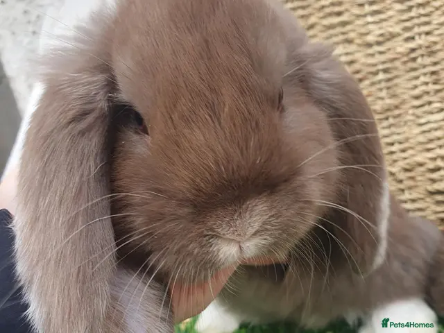 French Lop rabbits for sale: Vaccinated Giant French Lop babies - Advert 1