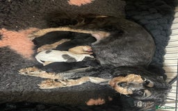 Lhasapoo dogs for sale: 6 stunning lhasapoo - Advert 4