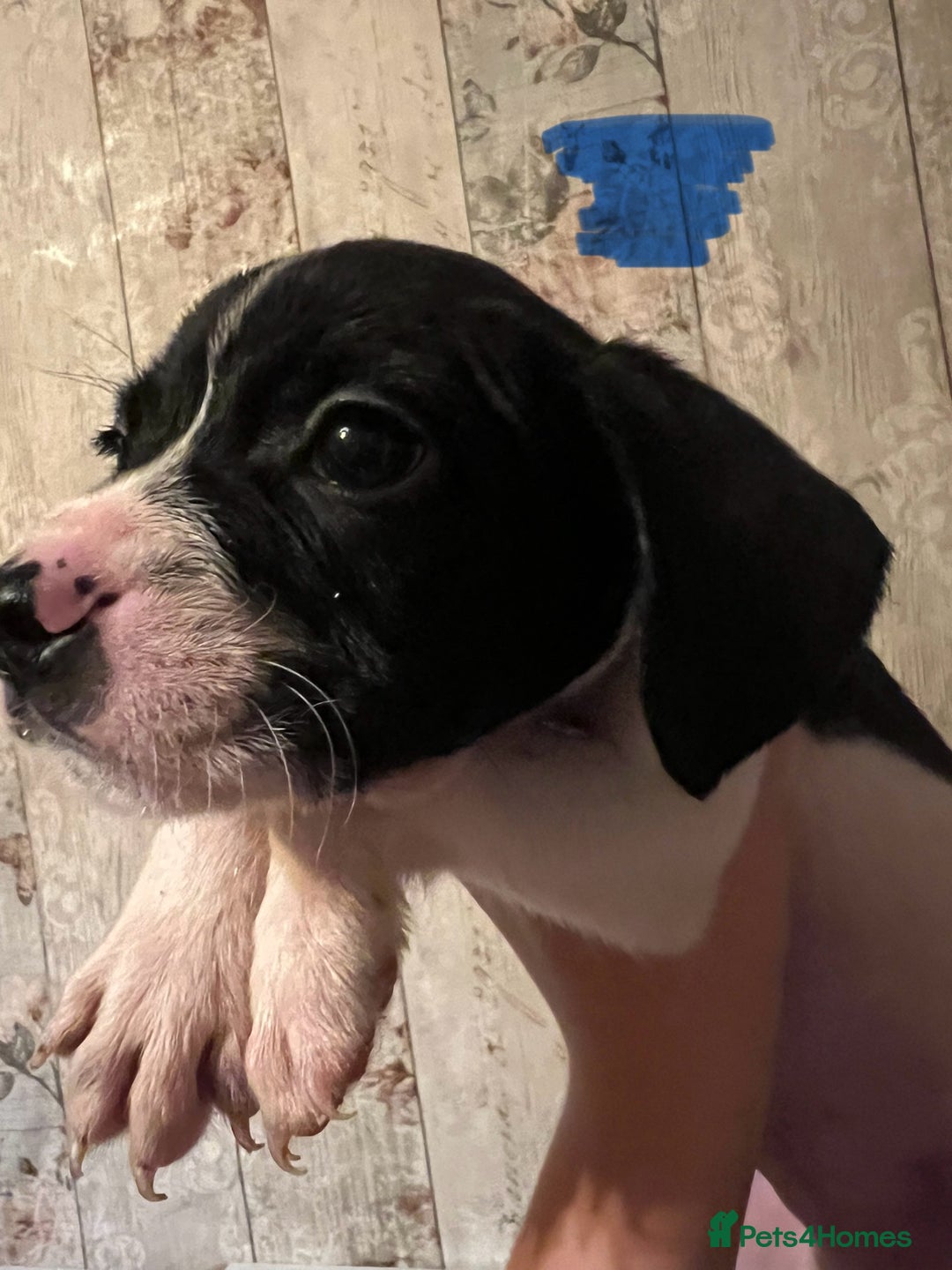 Mixed Breed dogs for sale:  Mum and dad pets 4black and two black and white  - Image 5