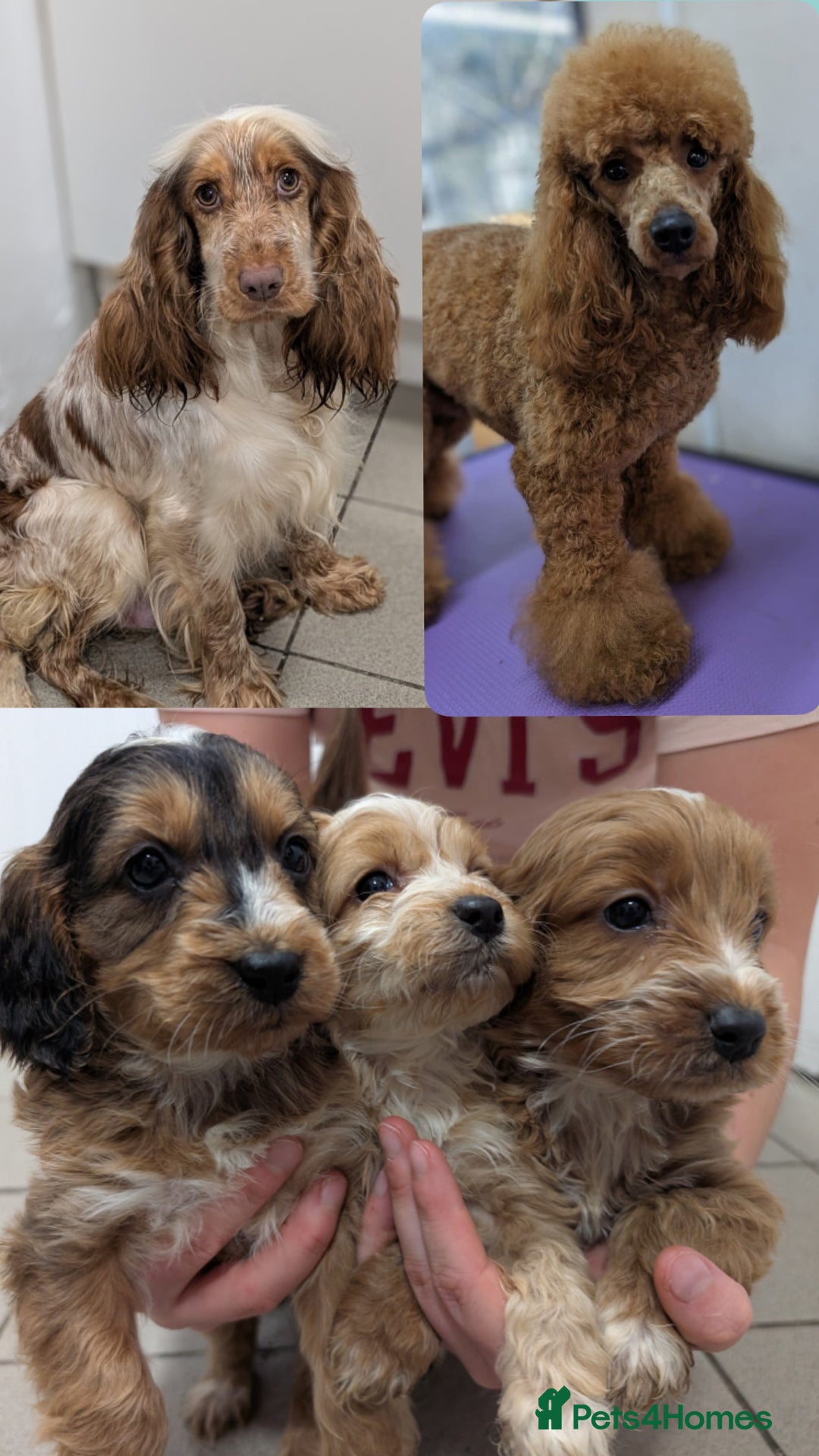 Cockapoo dogs for sale: Showtype F1 Cockapoos! Parents DNA Clear ✅ - Advert 2