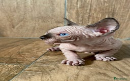 Sphynx cats for sale: Kittens sphinx Canadian girl blue eyes  - Image 8
