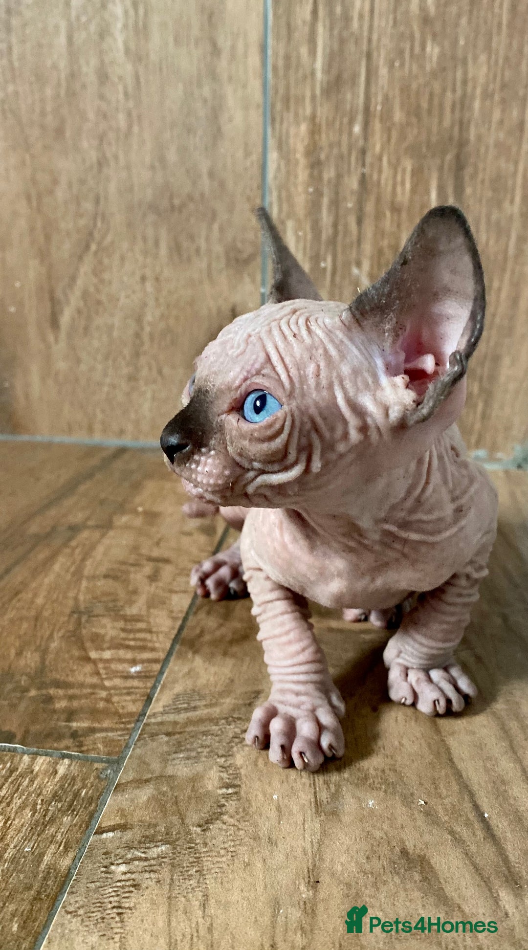Sphynx cats for sale: Kittens sphinx Canadian girl blue eyes  - Image 8