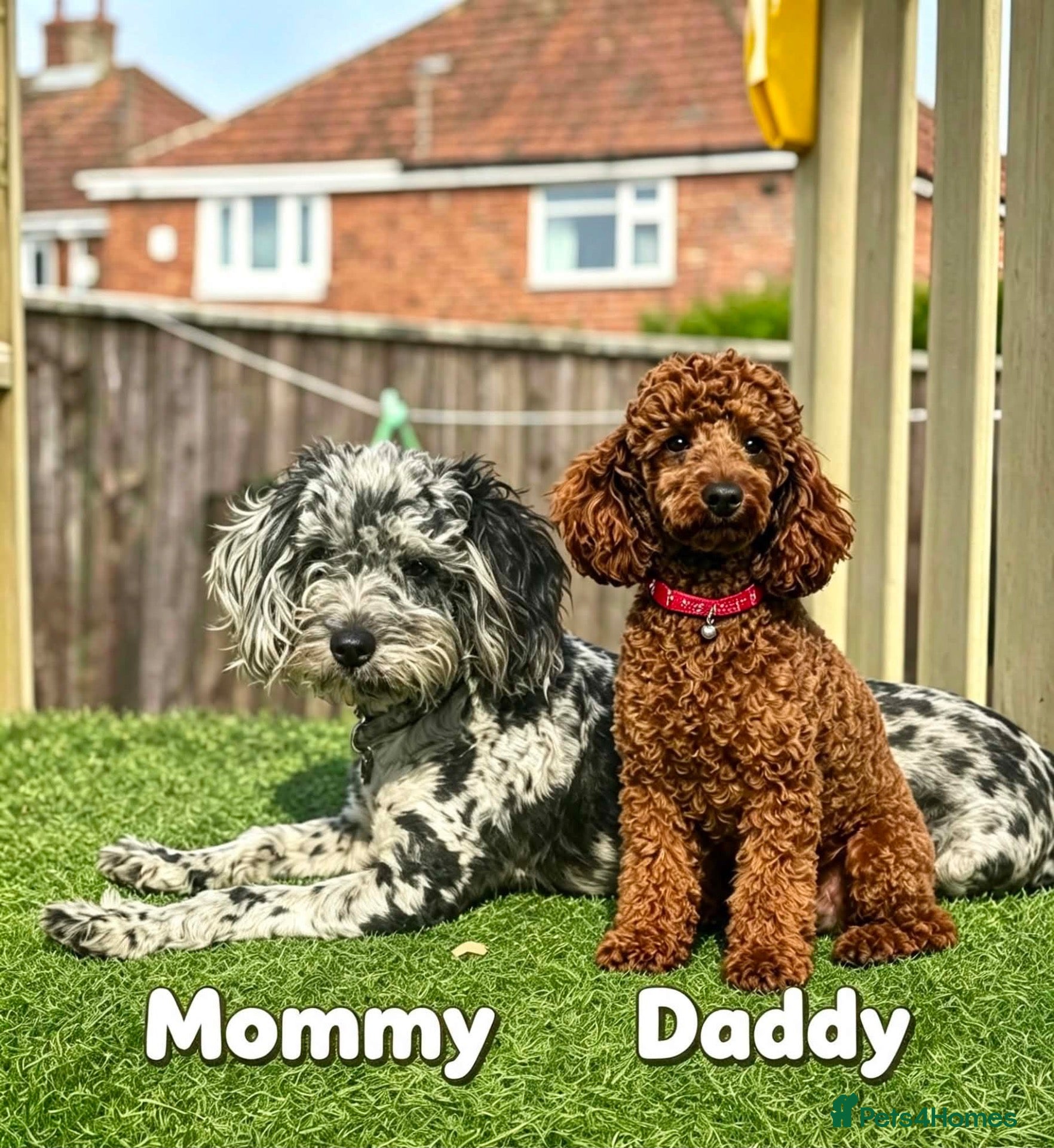 Cockapoo dogs Rare Cockapoo Puppies - Advert 11