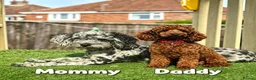 Cockapoo dogs for sale: F1B Toy Cockapoos - Advert 12