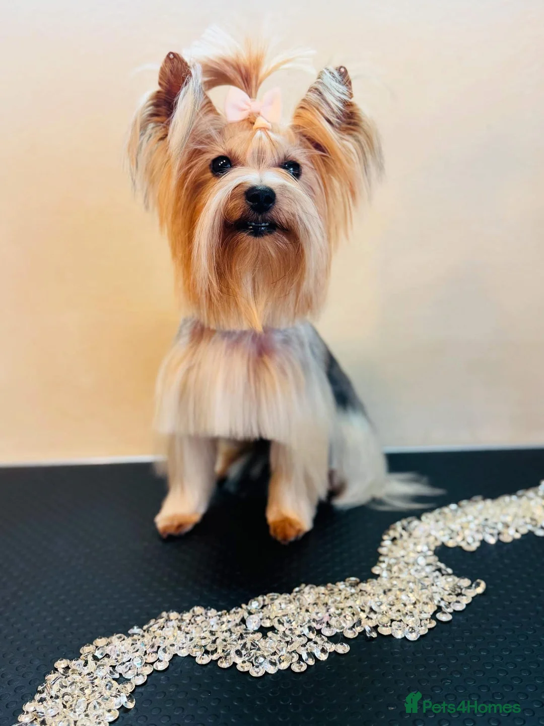 Yorkshire Terrier dogs for sale: Exceptional Pure Yorkshire Terrier Boys  - Advert 17