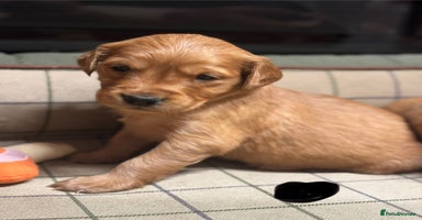 Golden Retriever dogs Gorgeous KC Golden Retriever Puppies  - Advert 6