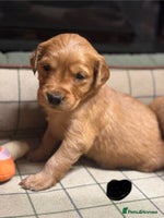 Golden Retriever dogs Gorgeous KC Golden Retriever Puppies - Advert 1