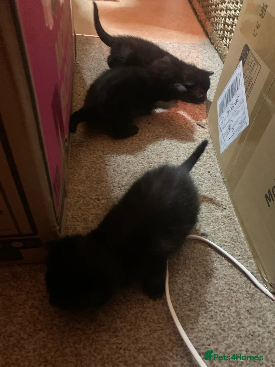 Bombay cats for sale: 🐾 Loving Homes Wanted for 4 Roxy’s Kittens 🐾 - Advert 19