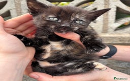 Ragdoll cats for sale: Gorgeous ragdoll cross kittens  - Image 6