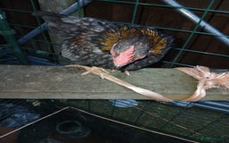 Chickens poultry for sale: 2 handsome serama Cockerells - Image 9