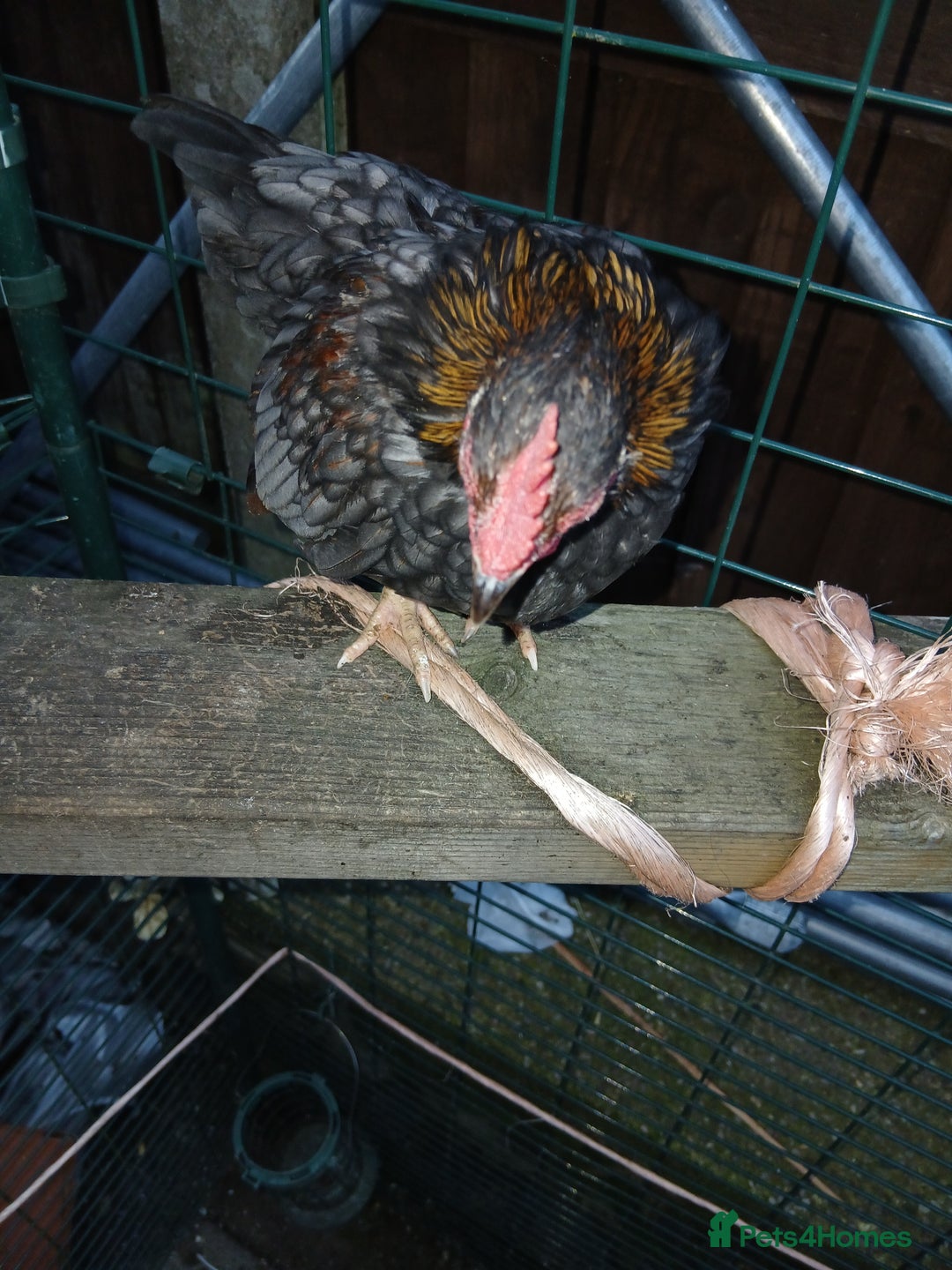 Chickens poultry for sale: 2 handsome serama Cockerells - Image 9