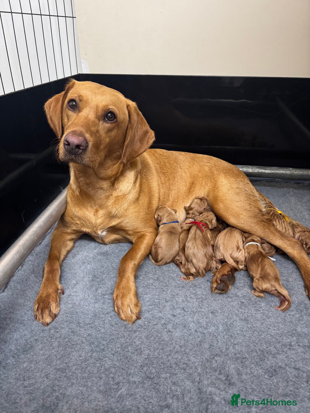 Labrador Retriever dogs for sale: KC Reg Health Tested Fox Reds Working Lines 4 Gen - Image 16