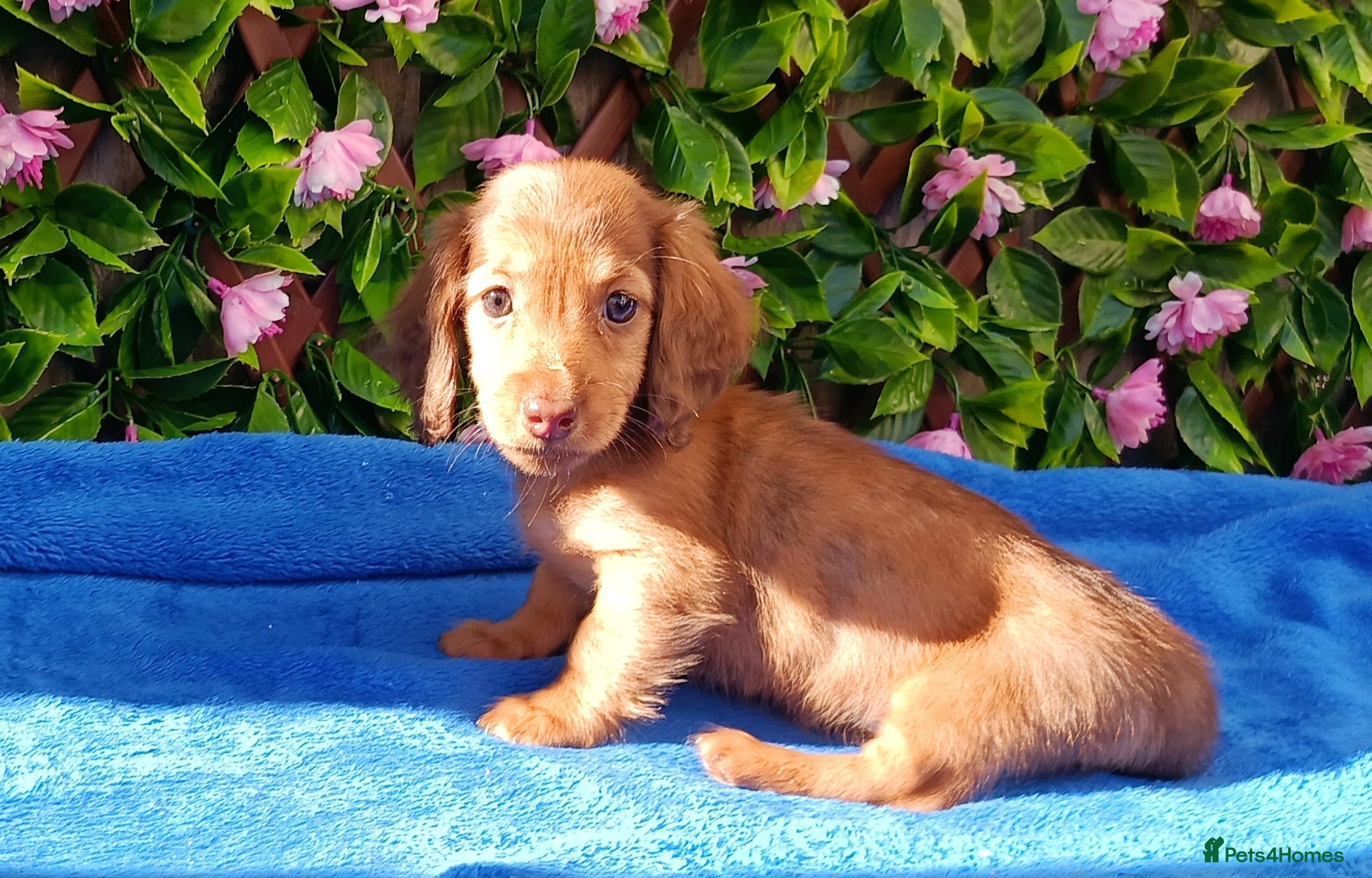 Miniature Dachshund dogs LONG HAIRED SHADED CREAM MINI KC REG PRA CLR - Advert 17