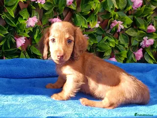 Miniature Dachshund dogs LONG HAIRED SHADED CREAM MINI KC REG PRA CLR - Advert 17