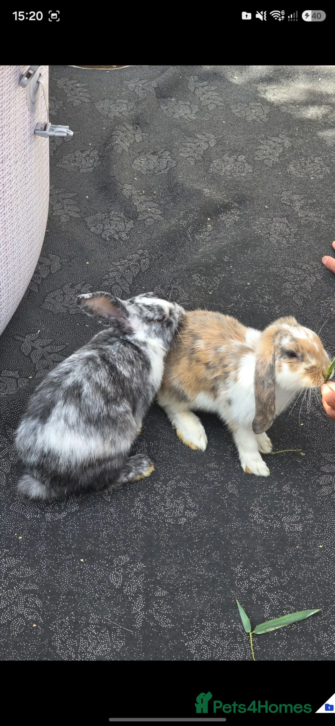 Mixed Breed rabbits for sale: 2 Baby Rabbits for Sale 🐰 in Leicester - Advert 11