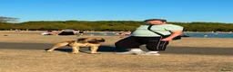 Presa Canario dogs for stud: Tank .. pressa canario  in London - Advert 1