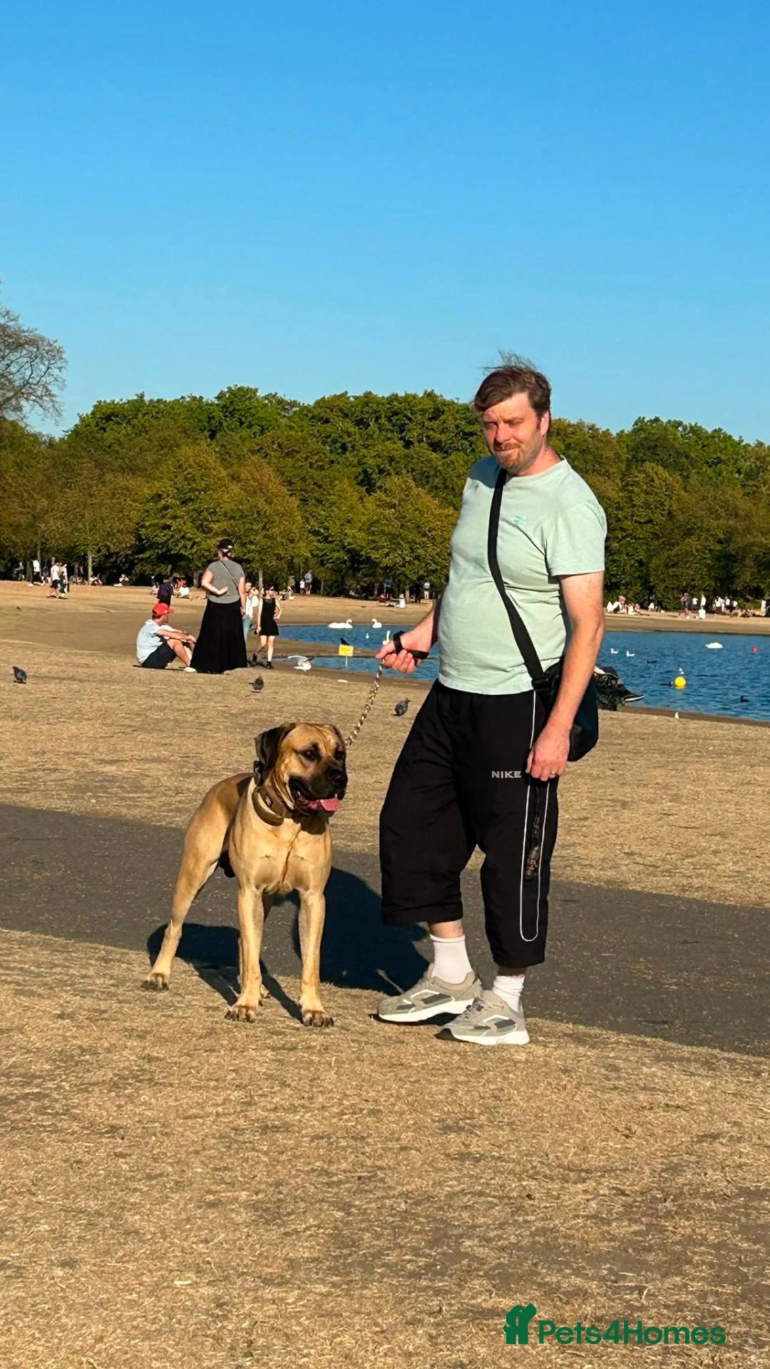 Presa Canario dogs for stud: Tank .. pressa canario  in London - Advert 1