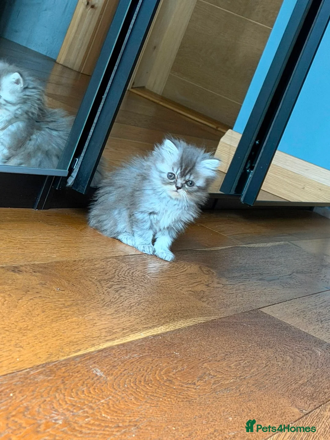 Persian cats for sale: Persian fluffy kittens - Advert 1