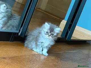 Persian cats Persian fluffy kittens - Advert 3