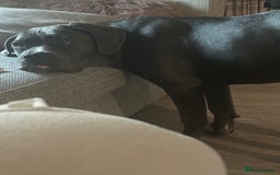 Cane Corso dogs for sale: Nellie 11 month old cane corso  - Image 8