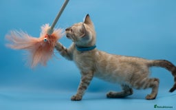 Bengal cats for sale: Gorgeous TICA Registered Bengal Kittens! - Image 4