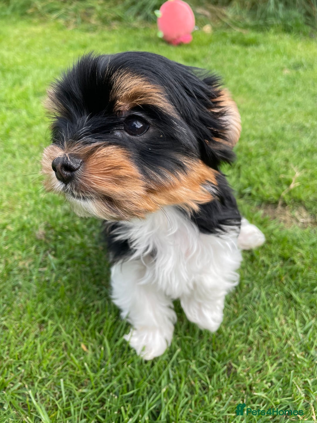 Yorkshire Terrier dogs for sale: York puppies for sale - Image 10
