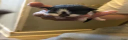 Domestic Shorthair cats for sale: Last two little kittens £80 - Advert 7