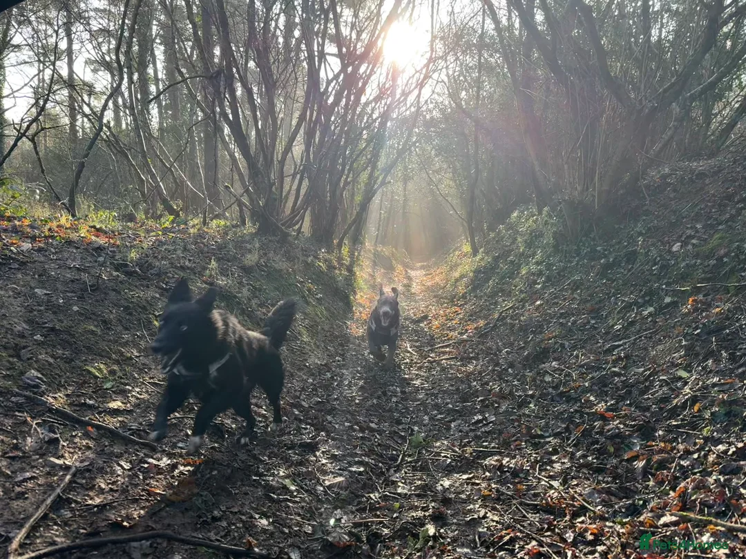 Mixed Breed dogs for sale: Willow  - Advert 7