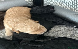 Bernedoodle dogs for sale: Bernedoodle x Labradoodle  - Image 32