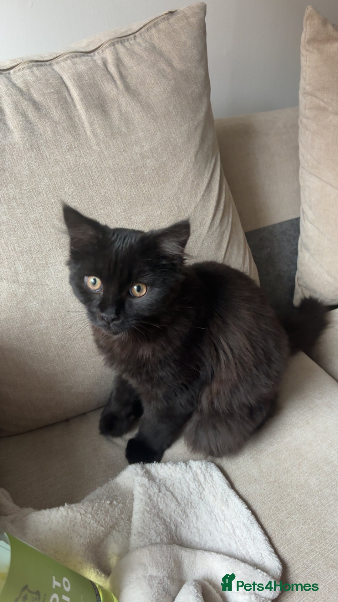 British Longhair cats for sale: British Shorthair  - Image 4