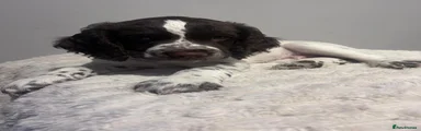 Sprocker 1