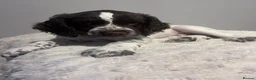 Sprocker dogs for sale: Adorable Sprocker Puppies in Bridgwater - Advert 1
