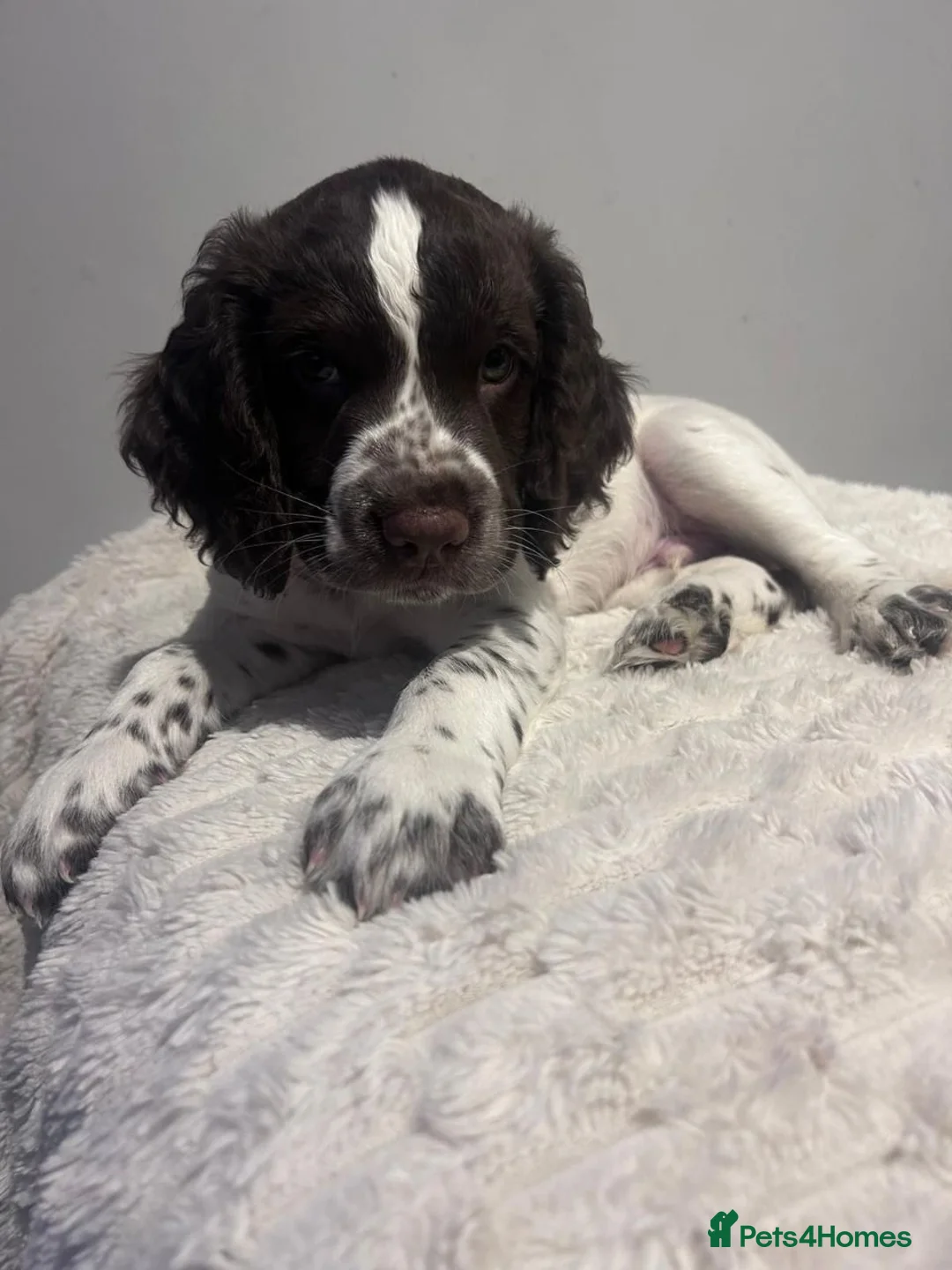 Sprocker dogs for sale: Adorable Sprocker Puppies in Bridgwater - Advert 1
