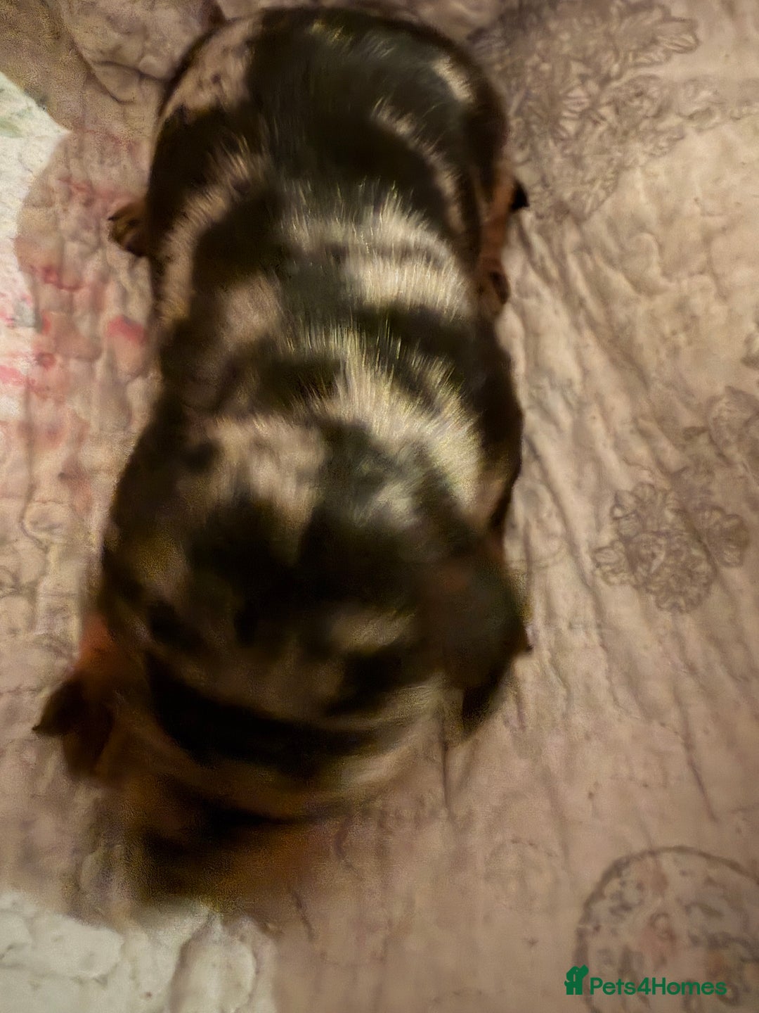 Dachshund dogs for sale: 4 beautiful dachund puppys  - Advert 3