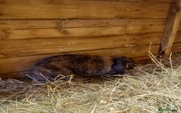 Mini Lop rabbits for sale: Mini plush lops - Image 18