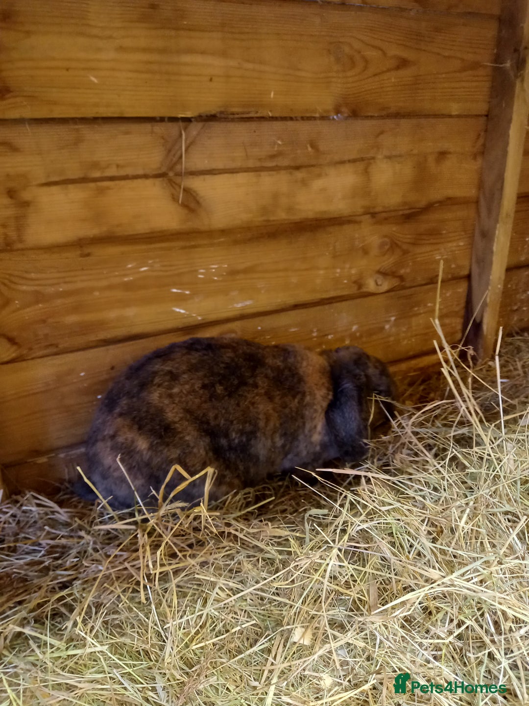 Mini Lop rabbits for sale: Mini plush lops - Image 18