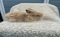 Lionhead rabbits for sale: Lionheads baby Bunnies  - Image 5