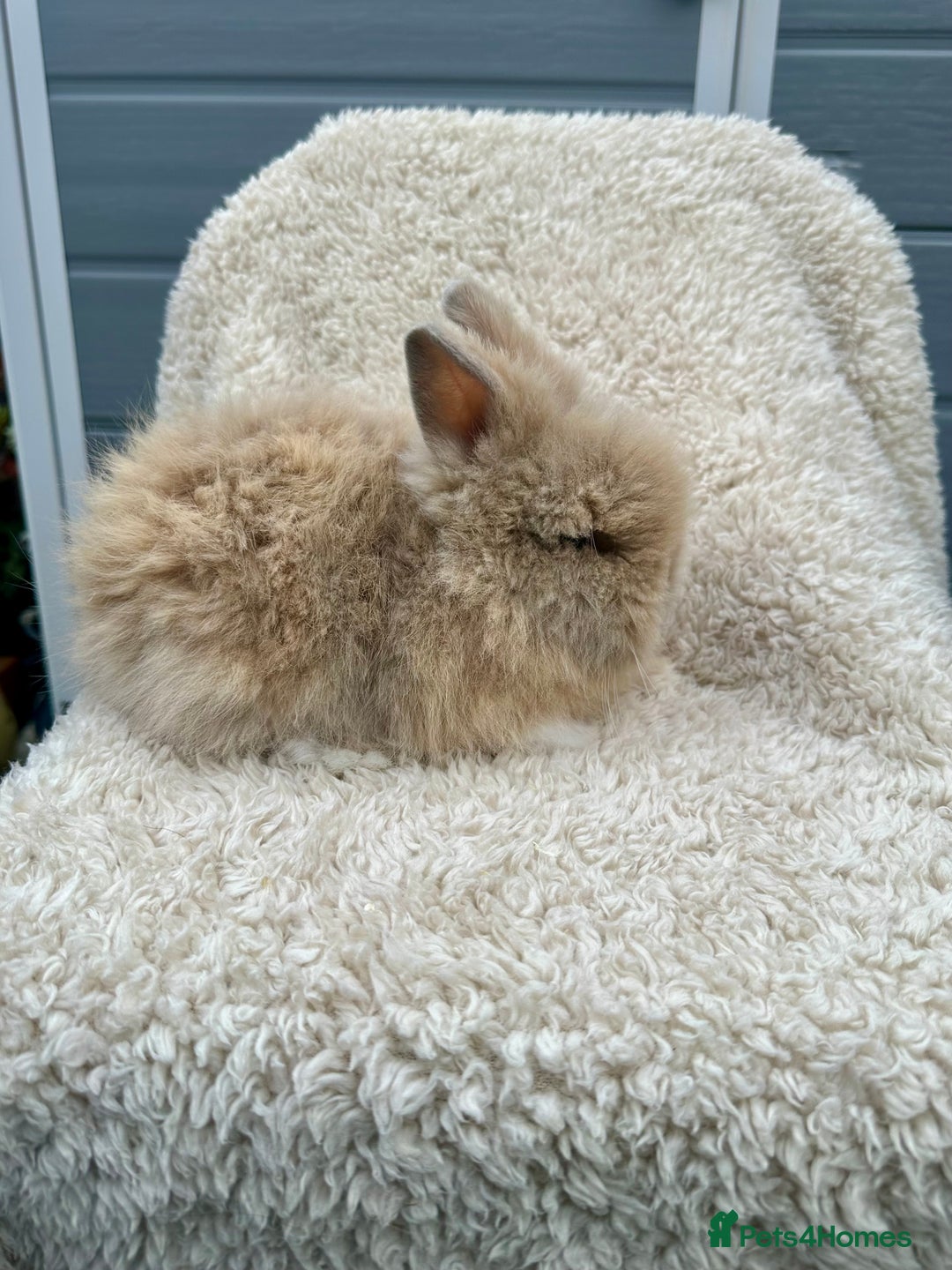 Lionhead rabbits for sale: Lionheads baby Bunnies  - Image 5