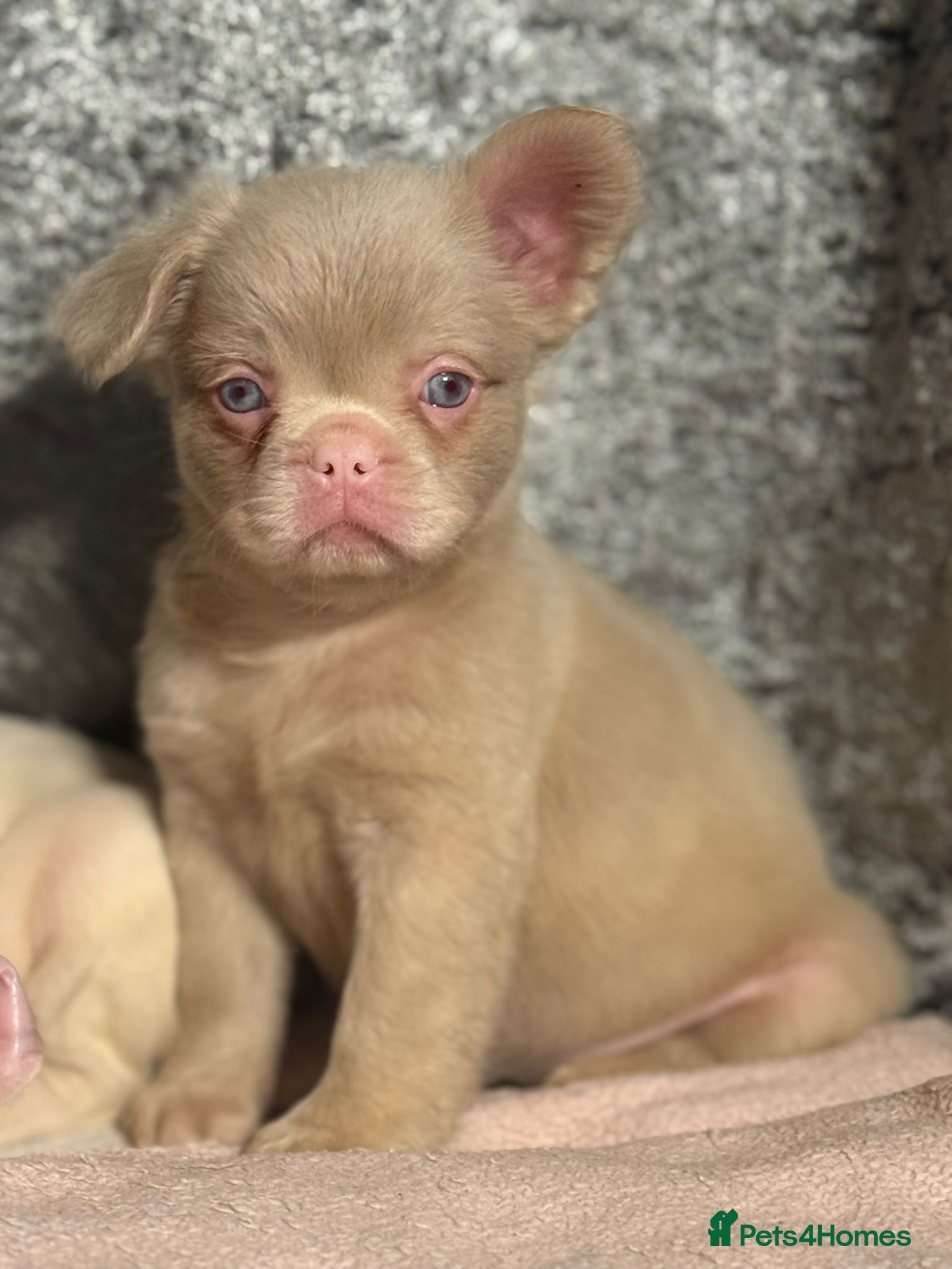 French Bulldog dogs REDUCED mixed pink and caramel French bulldogs - Advert 2