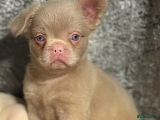 French Bulldog dogs REDUCED mixed pink and caramel French bulldogs - Advert 6