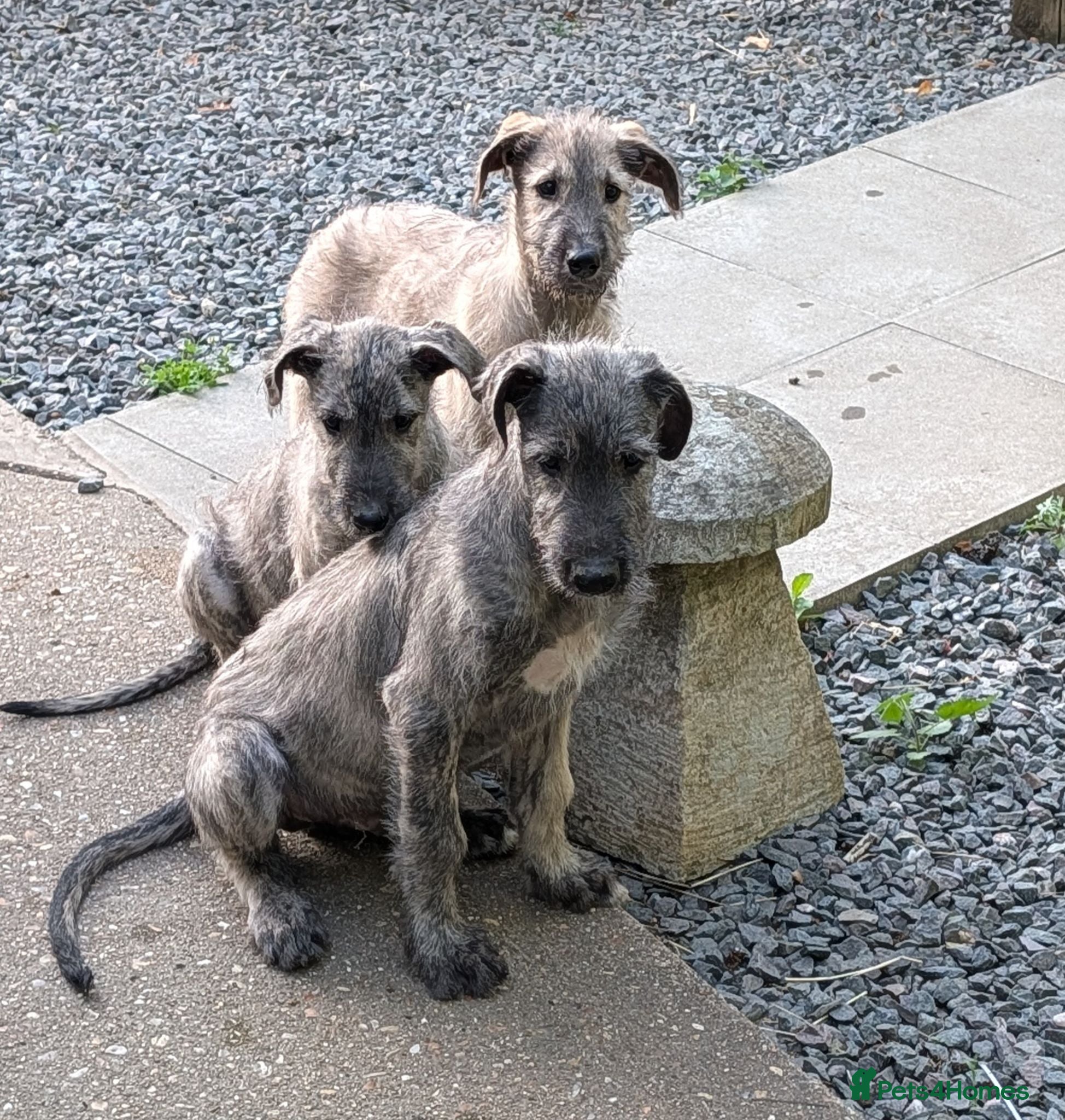 Irish Wolfhound dogs Irish Wolfhound puppies  - Advert 4