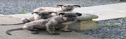 Irish Wolfhound dogs for sale: Irish Wolfhound puppies  - Advert 1
