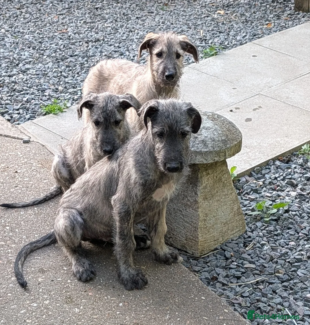 Irish Wolfhound dogs for sale: Irish Wolfhound puppies  - Advert 1
