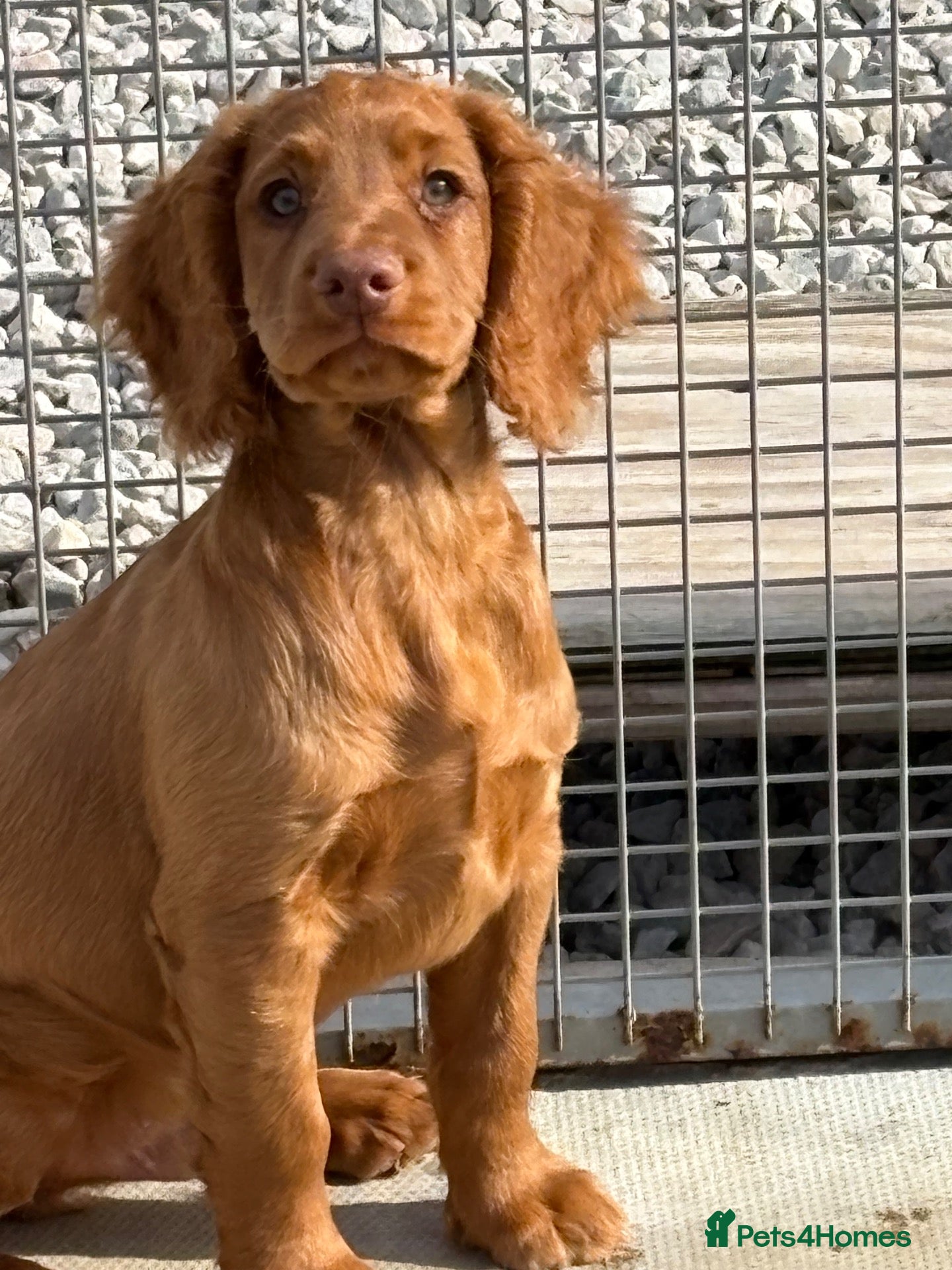Cocker Spaniel dogs Fully inoculated working cocker spaniel pup  - Advert 16