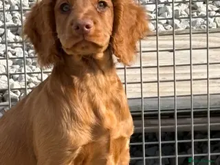 Cocker Spaniel dogs Fully inoculated working cocker spaniel pup - Advert 1
