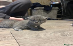 Persian cats for sale: Beautiful Persian kittens / 1 mixed breed  - Image 10