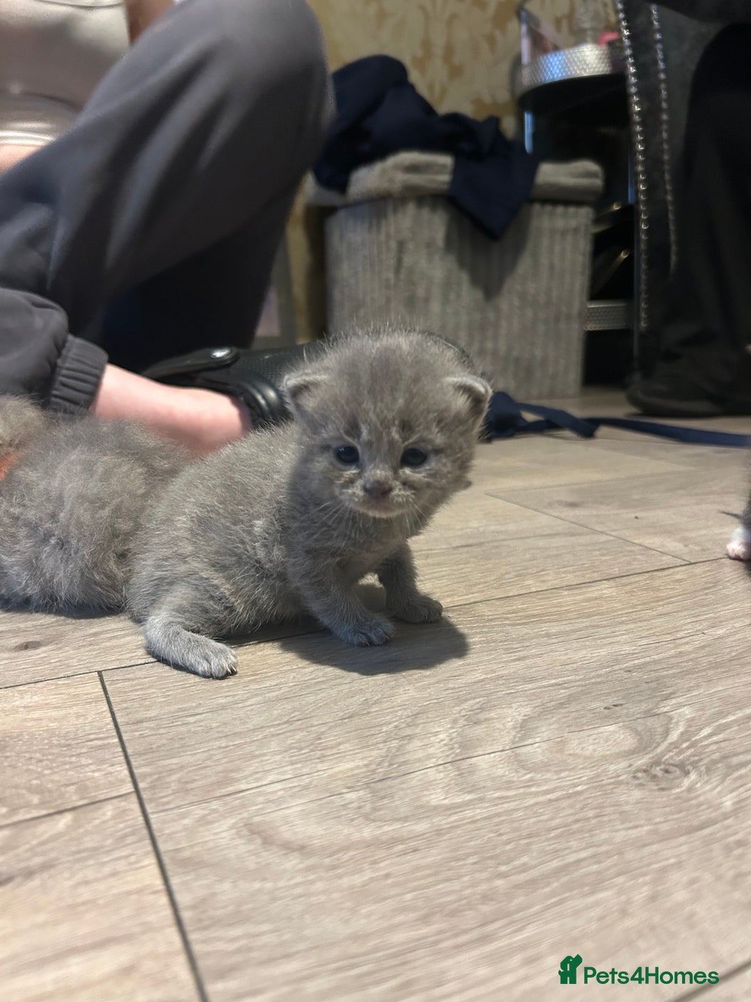 Persian cats for sale: Beautiful Persian kittens / 1 mixed breed  - Image 10