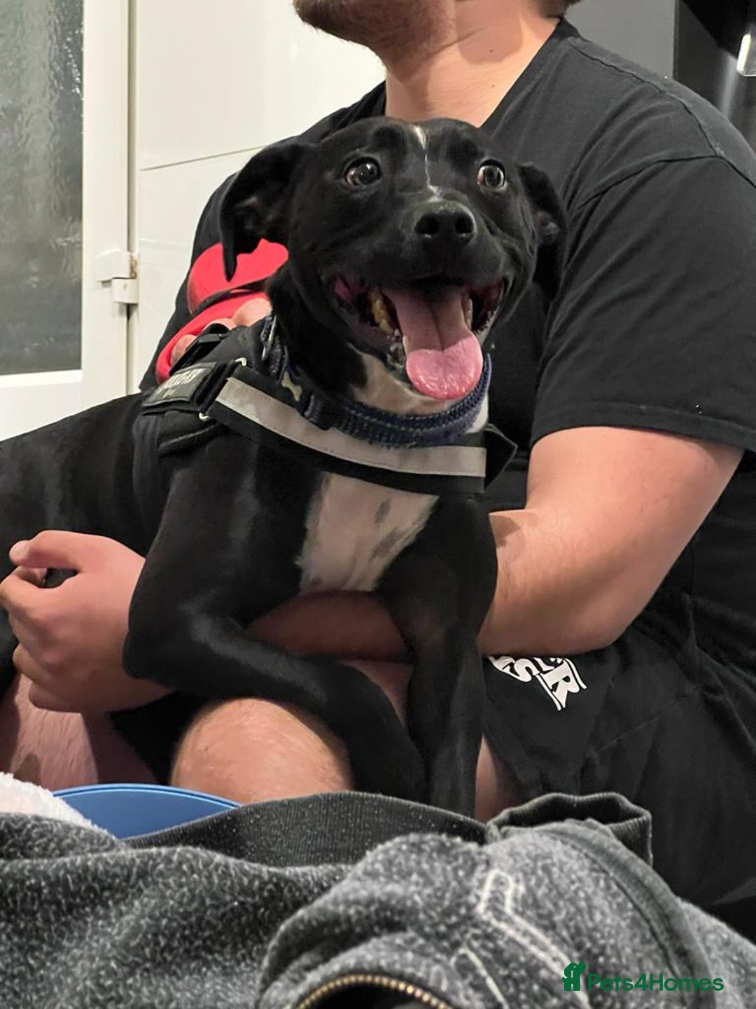 Mixed Breed dogs for sale: Dexter - Advert 2